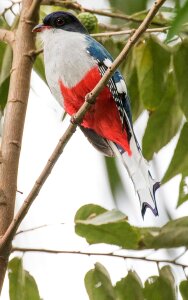 Tocororo endemic bird