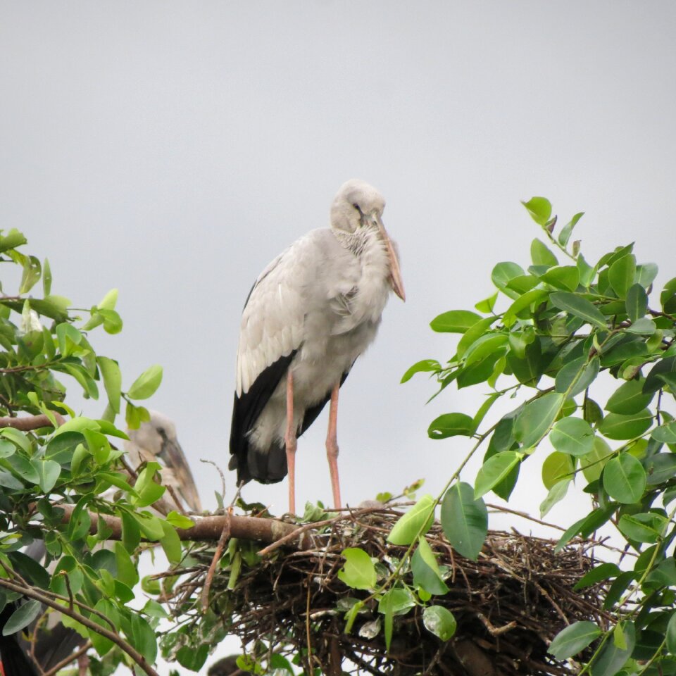 Natural stork outdoor
