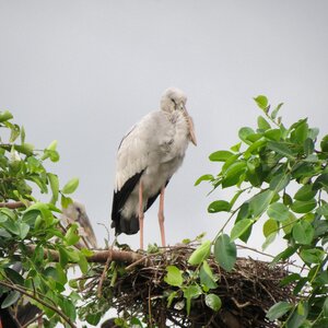 Natural stork outdoor