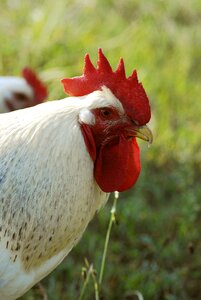 Bird rooster animal photo