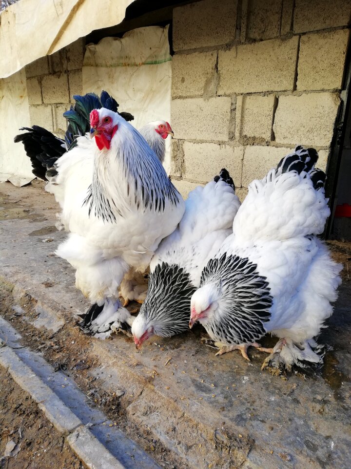 Farm animals feather