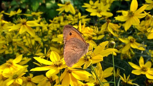 Insect summer garden photo