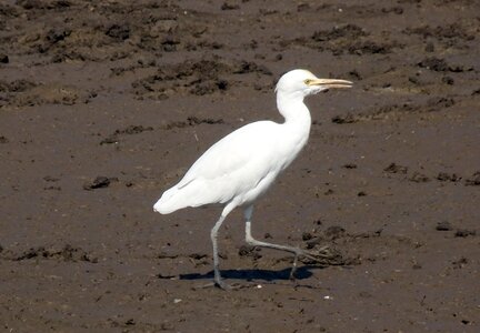 Wildlife avian fauna