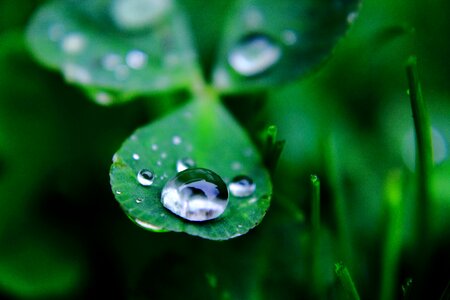Dew rain nature