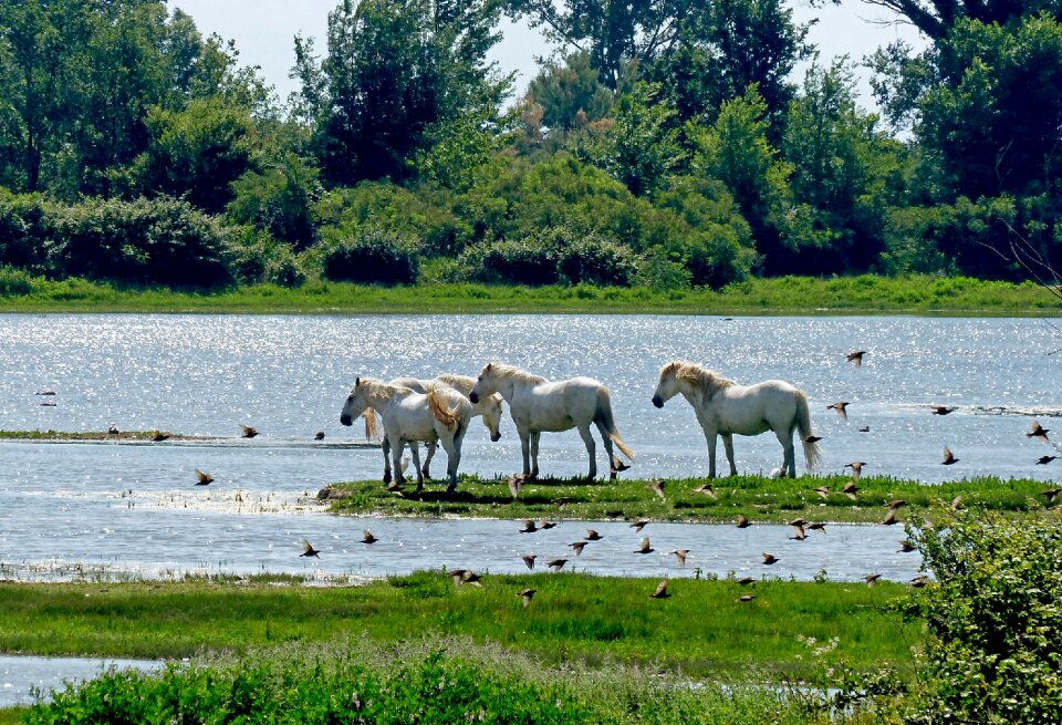 Nature rural summer