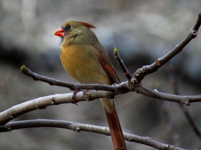 Wildlife female cardinal