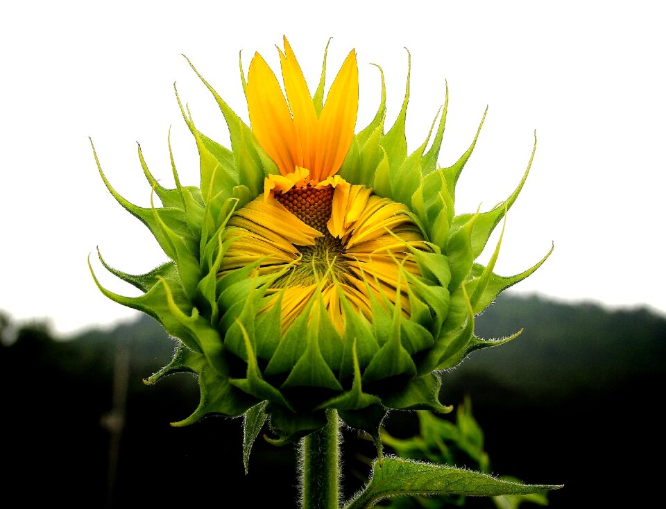 Flowers your efforts summer