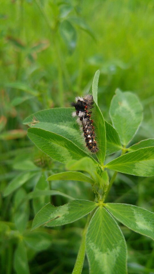 Insect closeup the environment