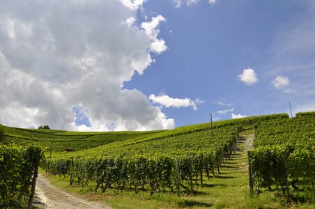 Sky rural area vineyard