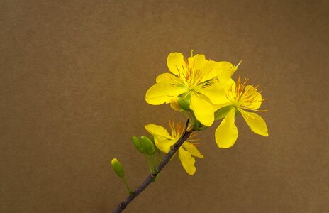 Spring tet viet yellow