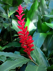 Garden leaf tropical