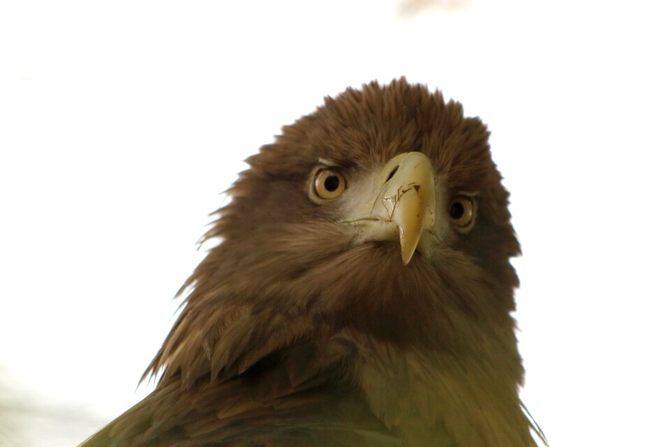 Bird of prey living nature animals