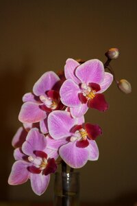 Tropical flowers orchiee