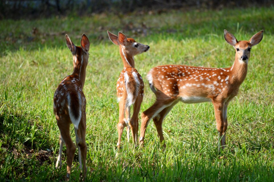 Wildlife grass animal