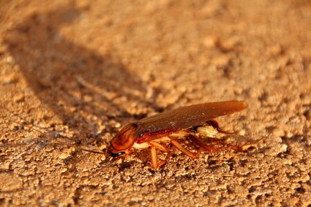 Insect small animal world photo