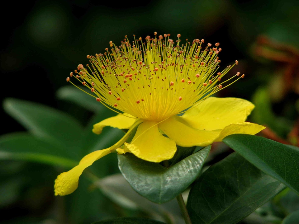 Bloom yellow flower