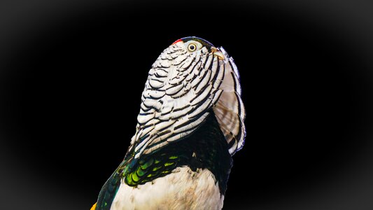 Animal wildlife wing