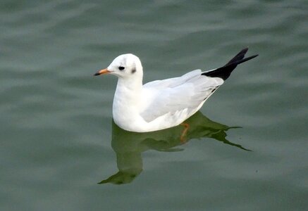 Chroicocephalus ridibundus small gull migratory