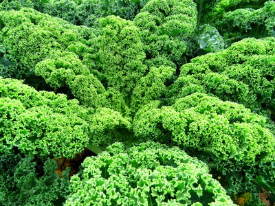 Plant leaf nature
