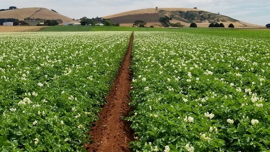 Nature summer potato photo