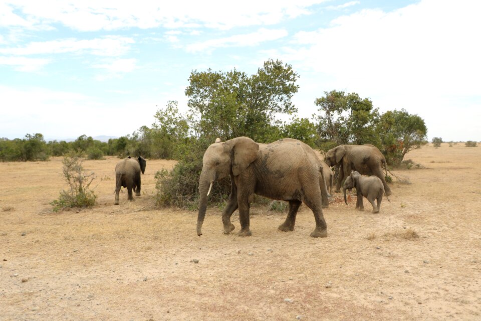 Safari animal herd