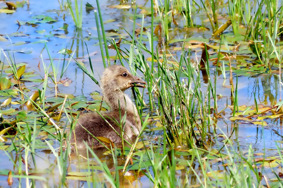 Goslings grass bird