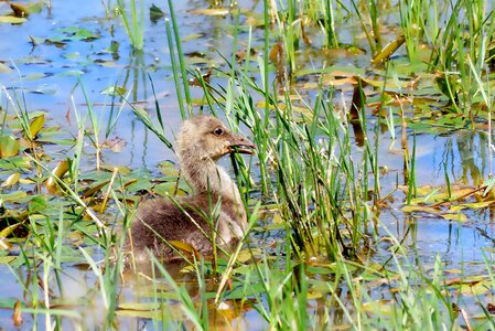 Goslings grass bird