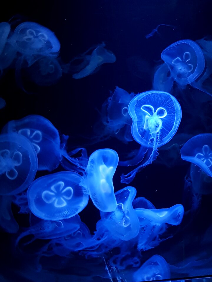 Aquarium deep ocean photo