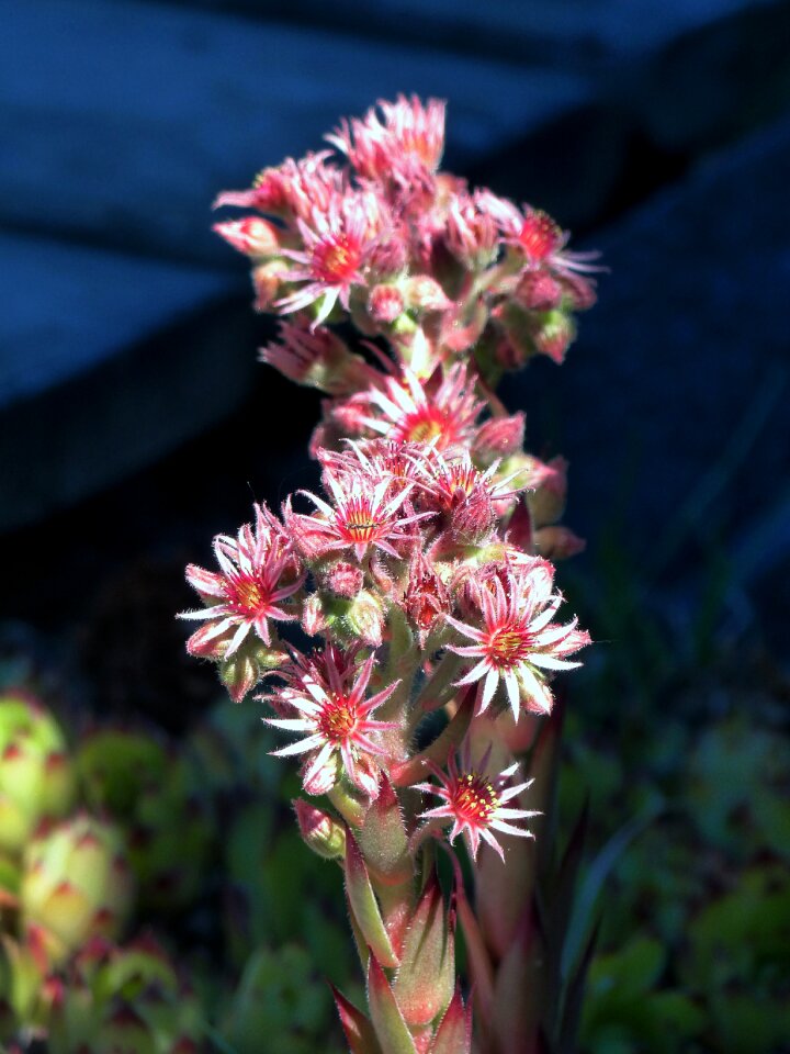 Nature plant floral