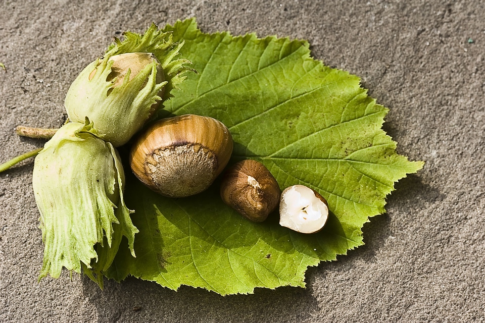 Eat food shell photo