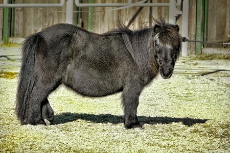 Pony animal farm