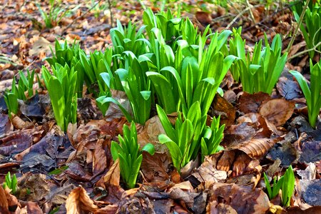 Leaves foliage spring