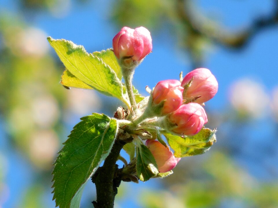 Blossoming cherry tree branch