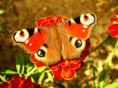 Flower color garden