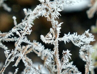 Winter frozen crystal