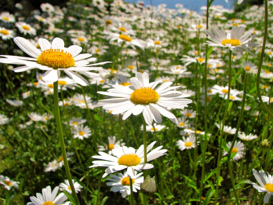 Plant summer kukkaketo