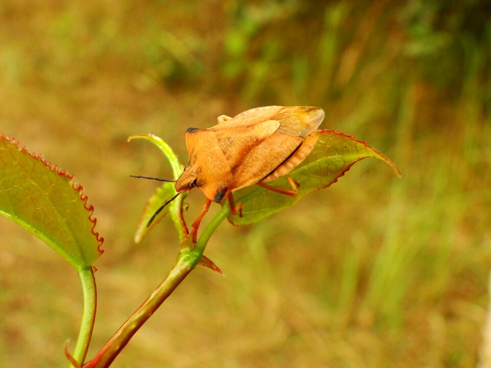 Nature leaf no one