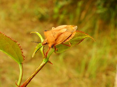 Nature leaf no one photo