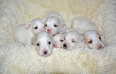 Scope of puppy white dogs petit