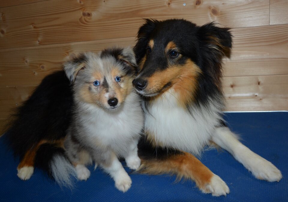 Puppy female nobility blue color blue merle
