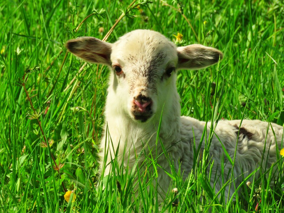 Animal child cute grass
