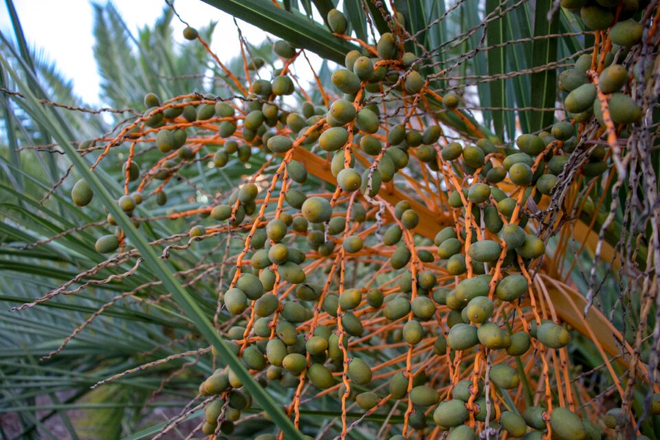 Nature flora palm