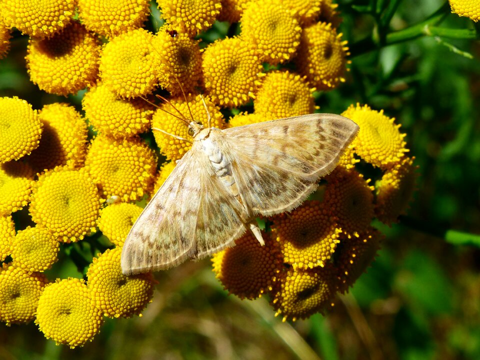 Summer garden floral