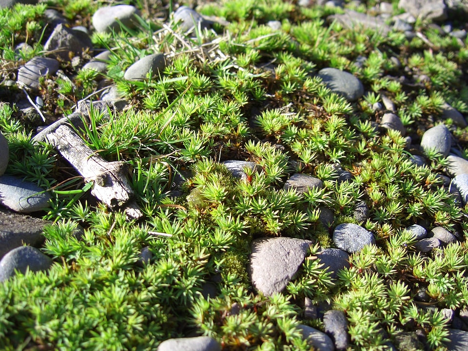 Fauna green natural