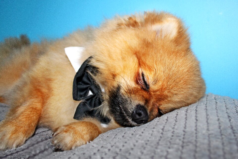 Dog house pets sleeping dog