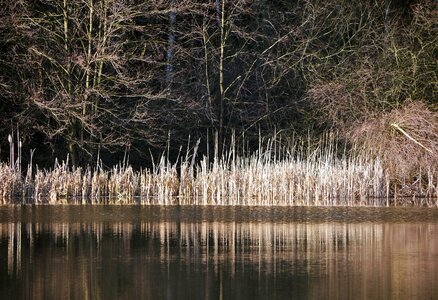 Dry mixed forest waters