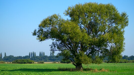 Field slovakia nature