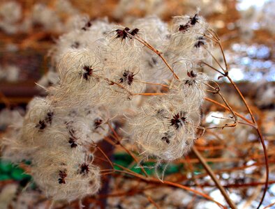 Feathery lightness at the court of photo