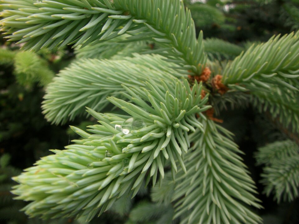Plants evergreen needle macro