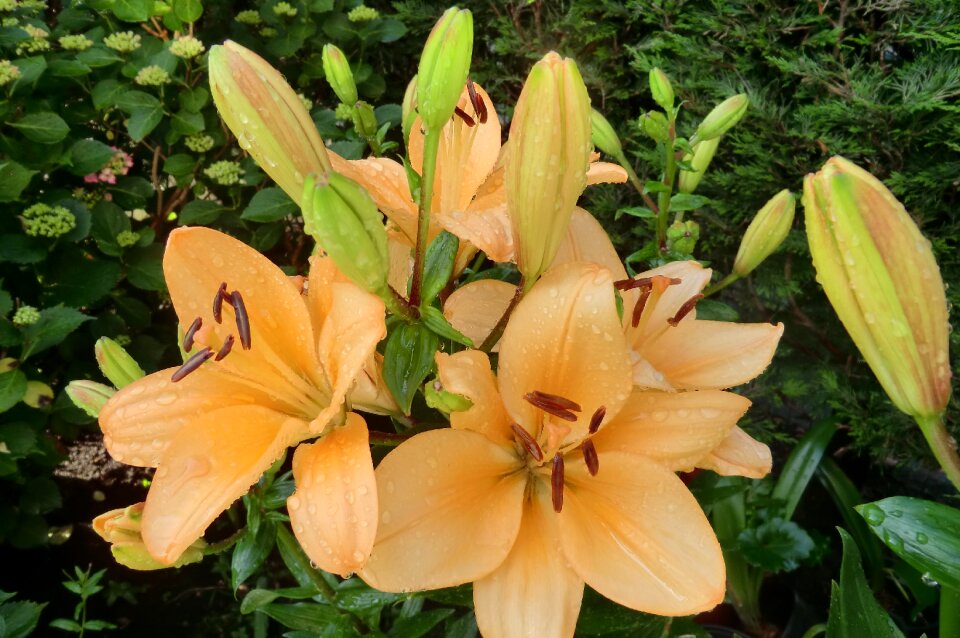 Flowers summer garden